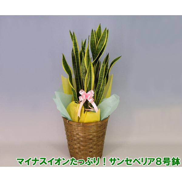 新発売の 送料無料 ミディ観葉植物 マイナスイオンが出ます テレビ番組で話題になった癒し効果抜群のサンセベリア トラノオ 8号鉢 Sun3 胡蝶蘭産地直送販売店こころ花 通販 Yahoo ショッピング 注目の M Mahdi Net