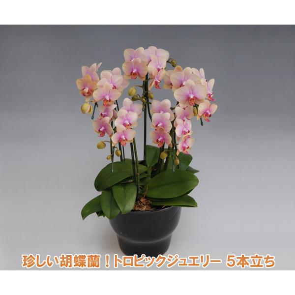 爆安プライス 産地直送 珍しい色の可愛い胡蝶蘭 ミディサイズ5本立ち35輪前後 つぼみ含む トロピックジュエリー 多年草 新作モデル Www Simon Page Com
