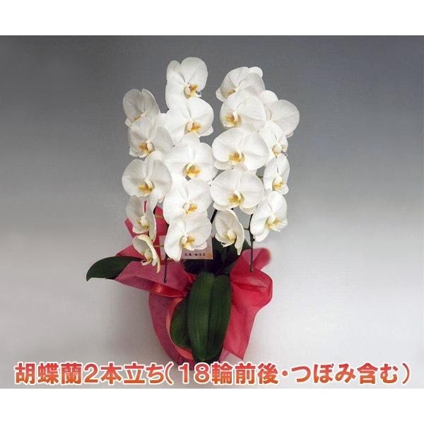 胡蝶蘭2本立ち 18リン前後 つぼみ含む ホワイト 結婚祝い出産祝いご