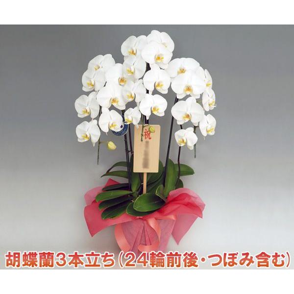 最安値で 豪華胡蝶蘭 洋蘭 縁起の良い鉢花 鉢植え です 贈答用 ホワイト つぼみ含む 24輪前後 胡蝶蘭3本立ち 生花