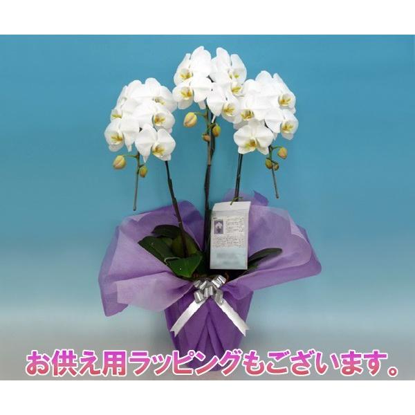期間限定】お祝い 企業様やプレゼント用にも大人気商品 御祝 胡蝶蘭