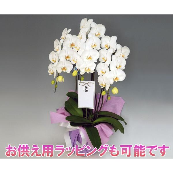 期間限定価格 御祝 胡蝶蘭 豪華胡蝶蘭 ホワイト大輪3本立ち/30輪前後