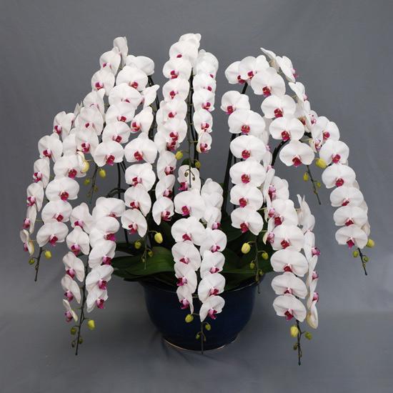 豪華胡蝶蘭10本立ち 開業祝いに 赤リップ 開業祝いに 関東限定のお届け 豪華胡蝶蘭 開店祝いや開業祝いにぴったりの胡蝶蘭です Wr10f 胡蝶蘭産地直送販売店こころ花 お得な特別割引価格