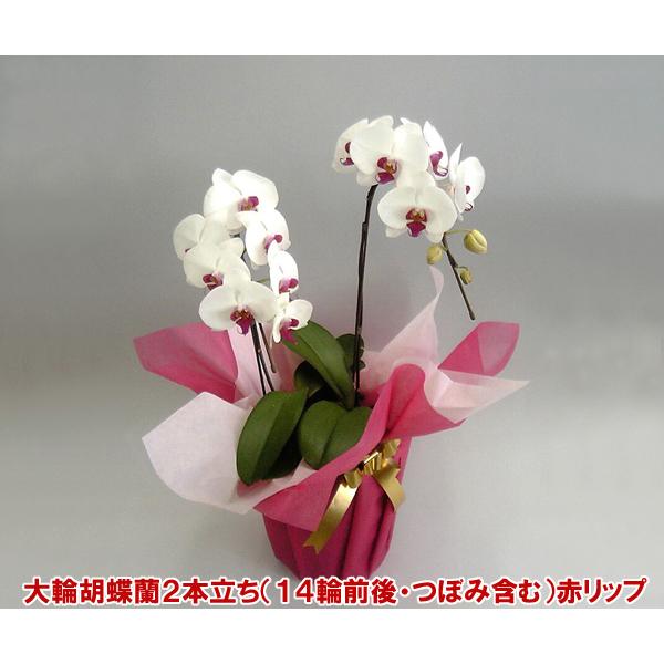 胡蝶蘭2本立ち赤リップ20輪前後 つぼみ含む お祝いの贈り物に 送料無料