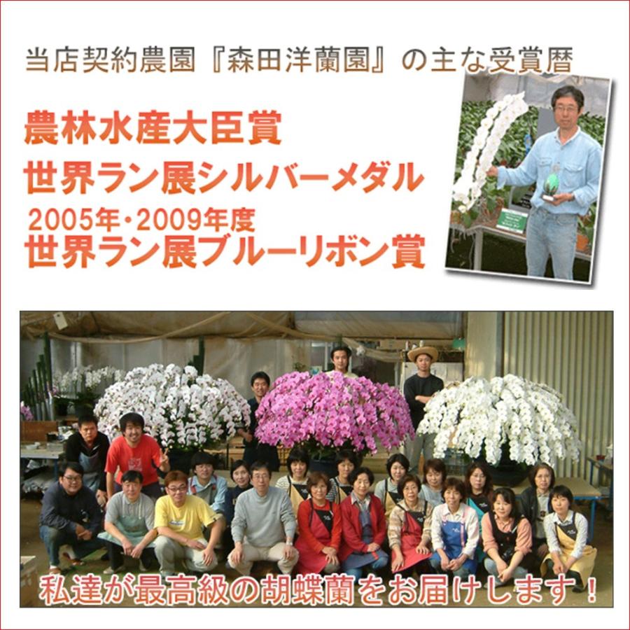 夢見鳥蘭3本立ち 33輪前後 蕾含む 赤下唇 尖んがり10倍 16％OFF 経上がる御祝いの差し上げ物に