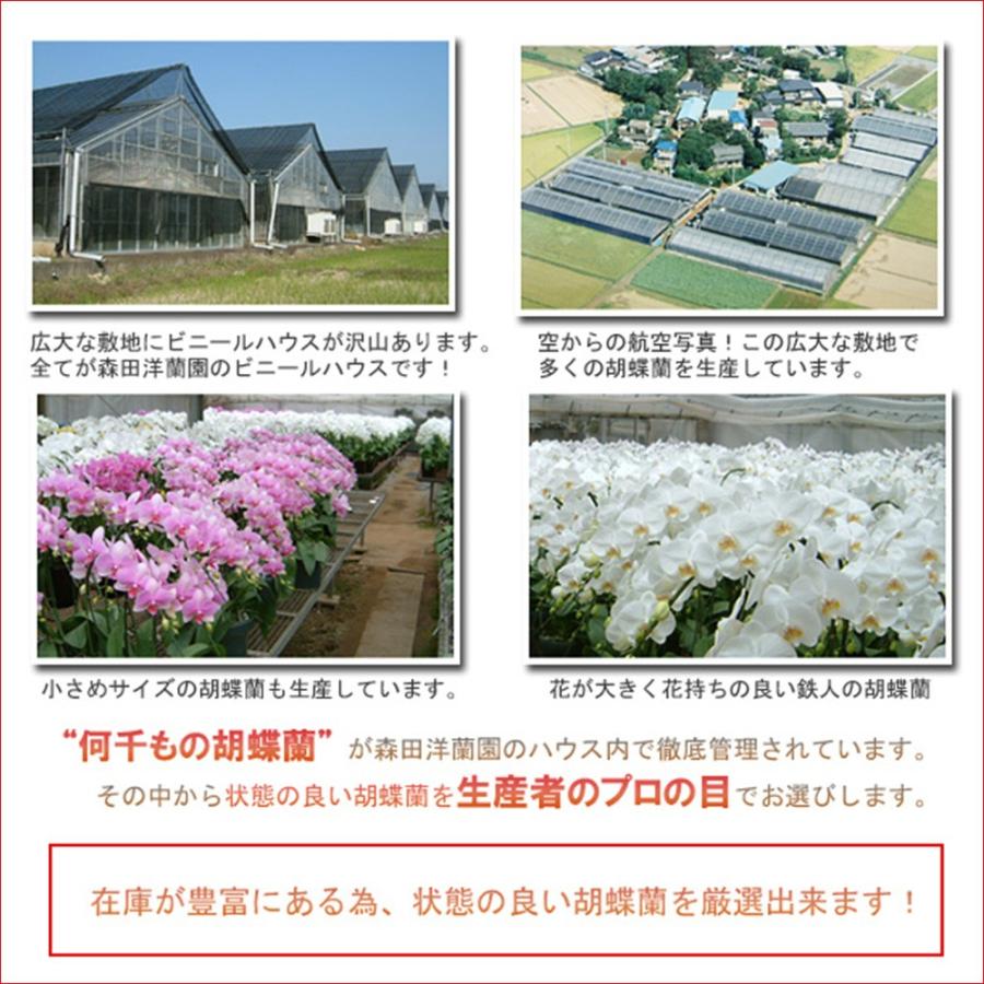 夢見鳥蘭3本立ち 33輪前後 蕾含む 赤下唇 尖んがり10倍 16％OFF 経上がる御祝いの差し上げ物に