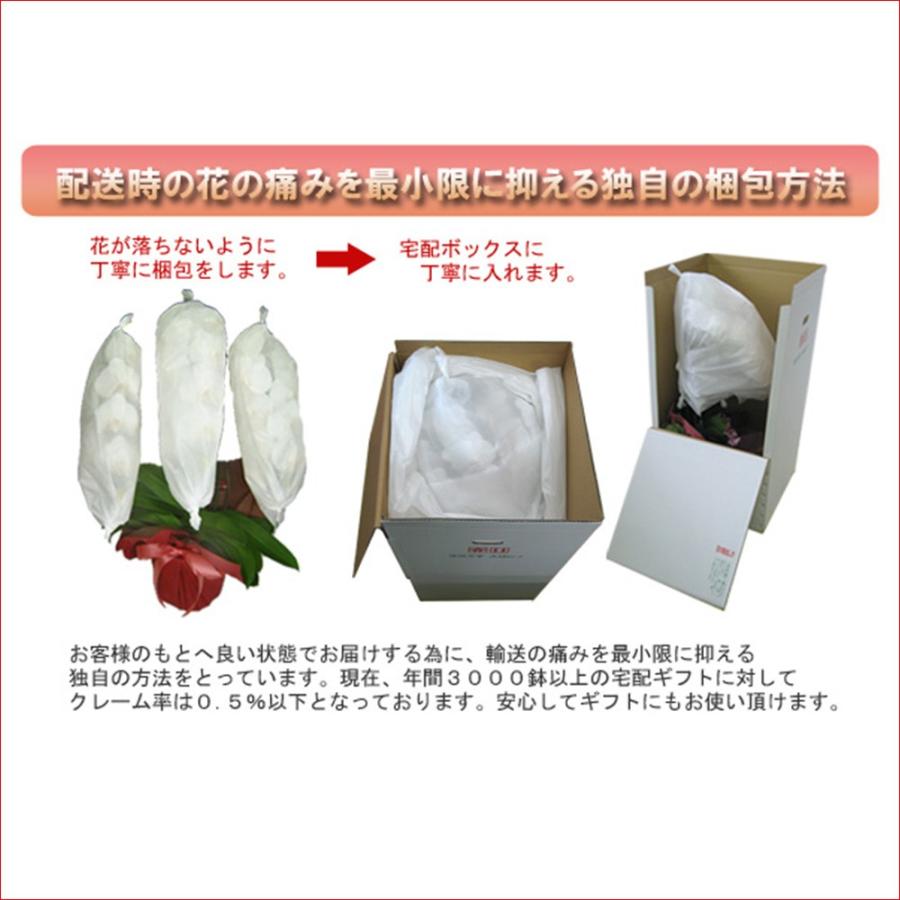 夢見鳥蘭3本立ち 33輪前後 蕾含む 赤下唇 尖んがり10倍 16％OFF 経上がる御祝いの差し上げ物に