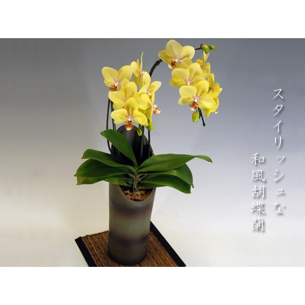 高い品質 和風胡蝶蘭 かぐや 黄色系ミディサイズ2本立ち14輪前後 つぼみ含む 現在つぼみ多めとなります Ye5kg 胡蝶蘭産地直送販売店こころ花 通販 Yahoo ショッピング 楽天ランキング1位 Kinerjaku Kkp Go Id