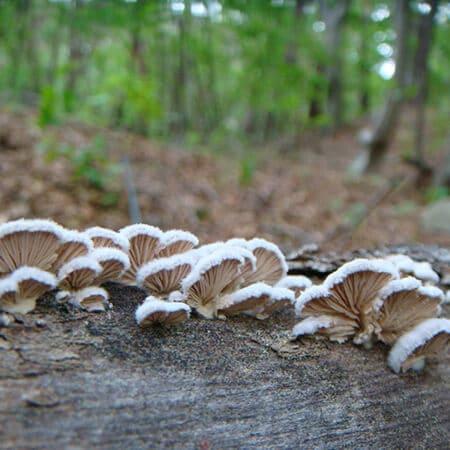 Spa treatment スパトリートメント βエッセンス 300ml 美容液