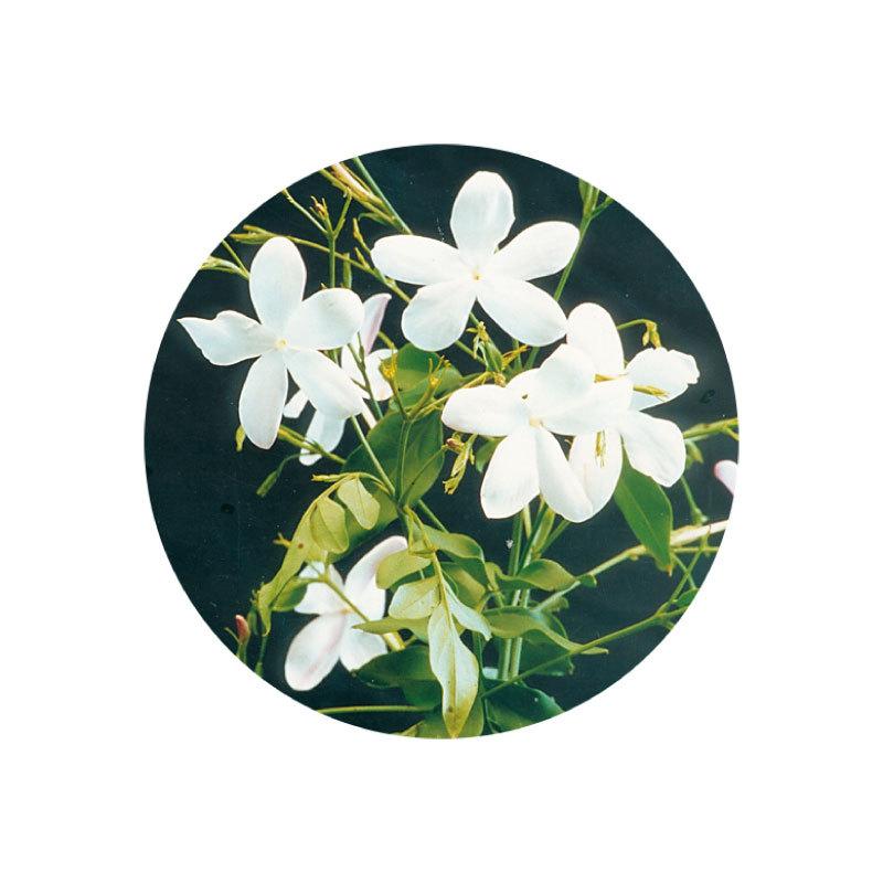 高知インター店 生活の木 アロマ エッセンシャルオイル ジャスミンabs 25 希釈 Jasmine Abs 50ml 精油 アロマ 08 434 30 ハーブとアロマのハートランド 通販 Yahoo ショッピング アウトレット送料無料 M Mahdi Net