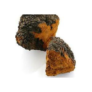 カバノアナタケ茶 チャーガ チャーガ茶 1g×20TB （カバノアナタケ茶）×5個セットロシア産チャーガ