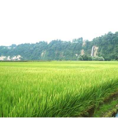 令和5年産 新潟県産 特別栽培米（減化学肥料・減農薬） 魚沼コシヒカリ 5kg 桑原健太郎さん作｜heartmark-shop｜02