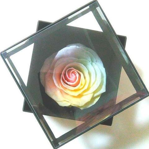 サウンドアレンジ 【高級プリザーブドフラワー】大輪バラレインボー