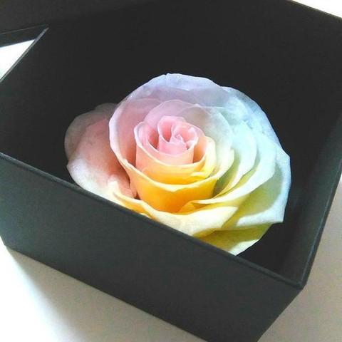 サウンドアレンジ 【高級プリザーブドフラワー】大輪バラレインボー