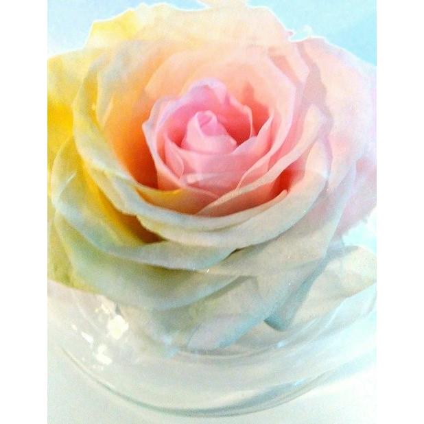 フラワーマーケット花由 【楽天ランキング1位】大輪バラ パステル