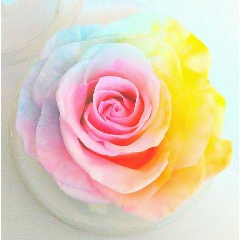 フラワーマーケット花由 【楽天ランキング1位】大輪バラ パステル