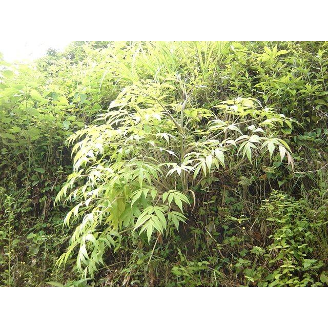 日本山人参 日本山人参茶 微粉末50g×1袋（湯呑約100杯分）神の草 宮崎