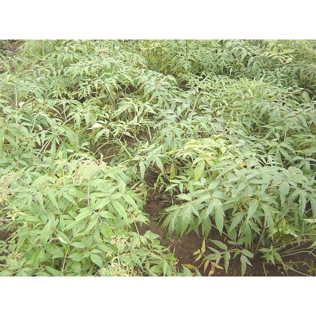 日本山人参 日本山人参茶 微粉末50g×5袋（湯呑約500杯分）神の草 宮崎