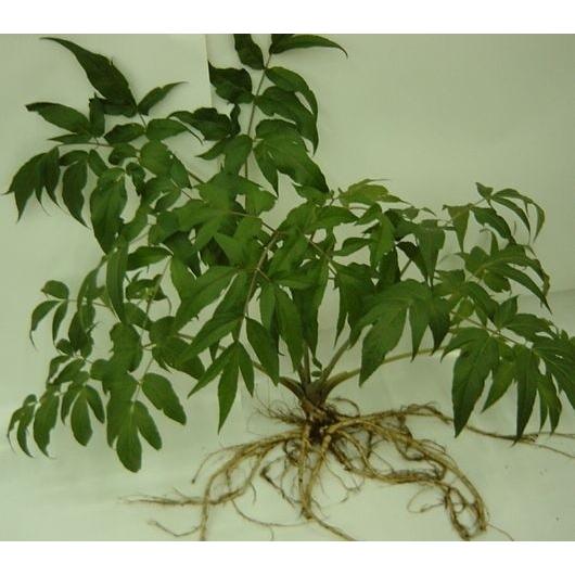 日本山人参 日本山人参茶 微粉末50g×5袋（湯呑約500杯分）神の草 宮崎