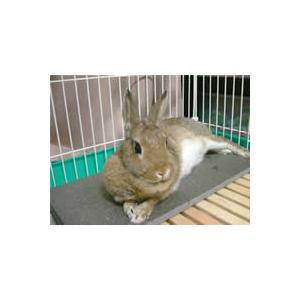 ストーンベッドｂ 天然石 御影石 ひんやり クール 夏 涼感 冷える 涼しい 小動物 うさぎ ウサギ モルモット プレーリー チンチラ 1547 小動物専門店ヘヴン ヤフー店 通販 Yahoo ショッピング