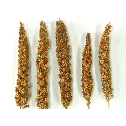 近喜商事 長崎県産 赤粟の穂/おやつ 補助食 粟穂 無農薬栽培 国産 あわ