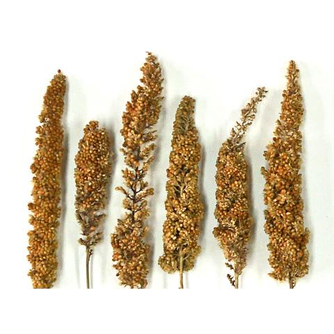 近喜商事 長崎県産 赤粟の穂/おやつ 補助食 粟穂 無農薬栽培 国産 あわ
