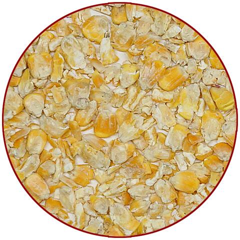 コーン【マッシュ・無添加】600g/とうもろこし 圧ぺん おやつ フード