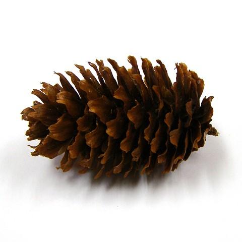 Natural Toy 松ぼっくり おもちゃ かじり木 ストレス解消 小動物 売り込み チンチラ デグー モルモット 鳥 ハムスター うさぎ ウサギ