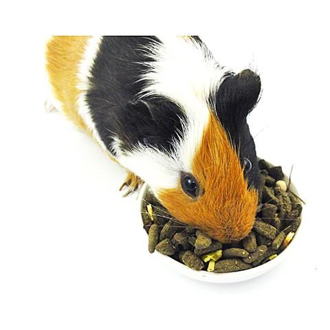 モルモットのごはんセット Amazon | fuu うまうまセレクション モルモットのごはん 5kg 小動物