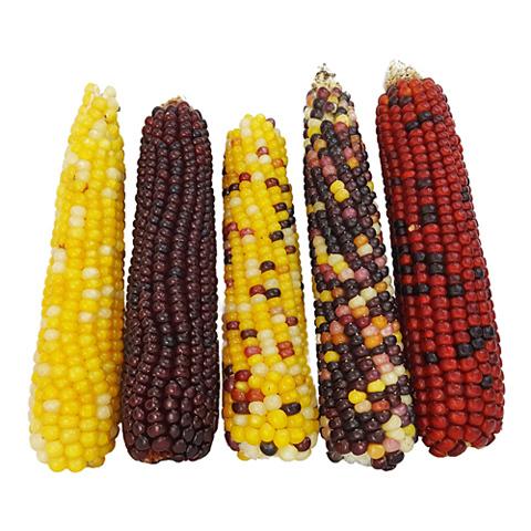 とうもろこし　おもちゃ 楽天市場】ペットトイ トウモロコシ 犬 猫 おもちゃ とうもろこし