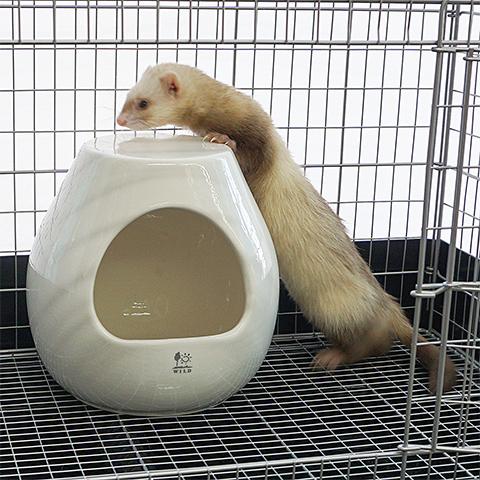 三晃商会 ポットハウス L/お家 寝床 陶器 砂浴び デグー チンチラ
