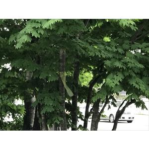 カラス除けテープ「SARABAカラスくん」 札幌時計台でも使用  「10cm×100m」 ツバメ巣守り 鷹 トンビ カモメ ベランダ 果樹園 農家  鳥害対策 |  | 05
