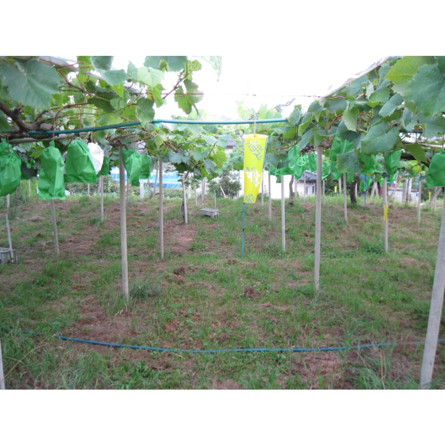 北海道環境バイオセクター 札幌時計台 カラス除けテープ 「10cm×500cm」ツバメ巣守り 鷹 トンビ カモメ  ベランダ 果樹園 農家  鳥害対策 カラス対策 |  | 05