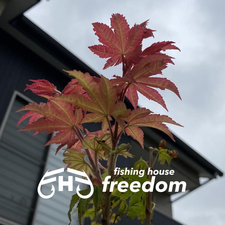 fishing house freedom（フィッシングハウスフリーダム） 【FHF