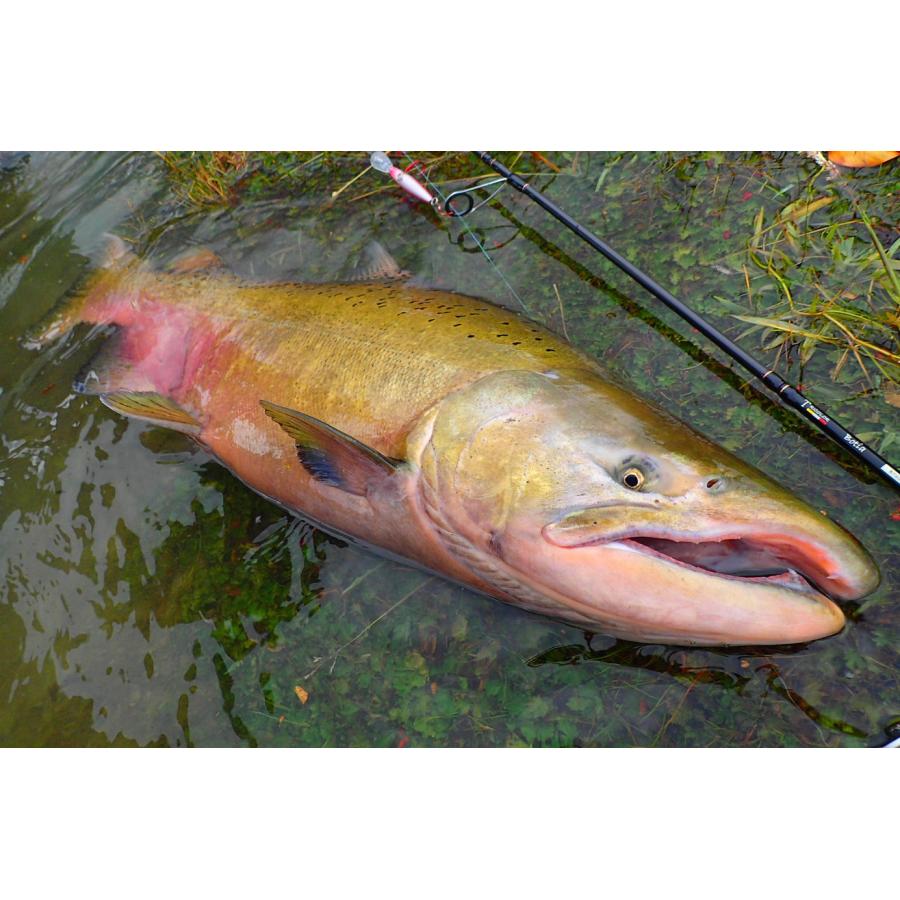 TRANSCENDENCE/トランスセンデンス】60S+ Rev.2 / ボティア : HEDGEHOG