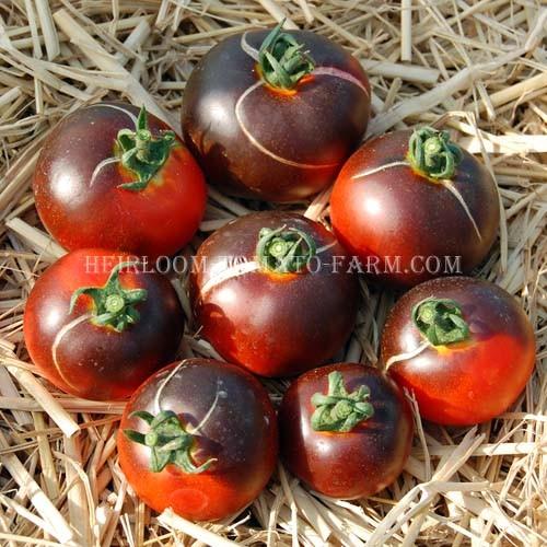 Blue Tomato Indigo Tm Blue Bayou ブルートマト ブルー バイユー 15 Seeds 15新品種 Tblue0 エアルームトマトファーム 通販 Yahoo ショッピング