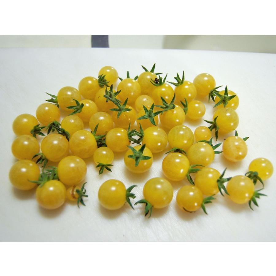 Heirloom Tomato Reg Coyote エアルーム トマト コヨーテ 15 Seeds Tc0940 エアルームトマトファーム 通販 Yahoo ショッピング