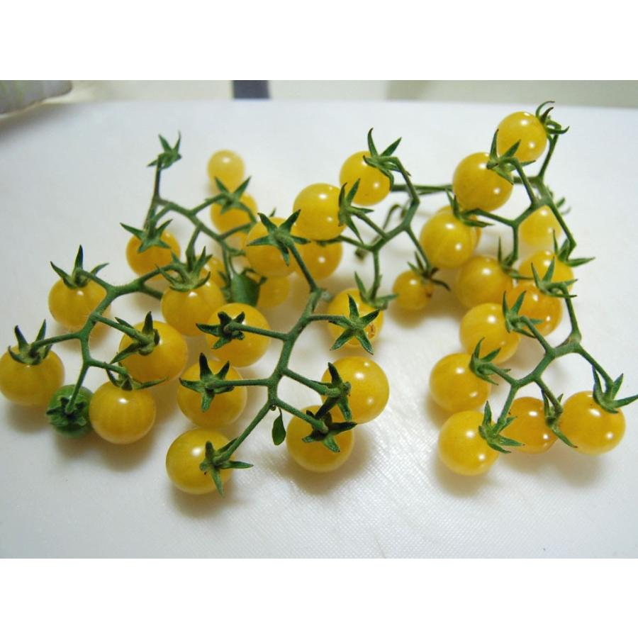 Heirloom Tomato Reg Coyote エアルーム トマト コヨーテ 15 Seeds Tc0940 エアルームトマトファーム 通販 Yahoo ショッピング