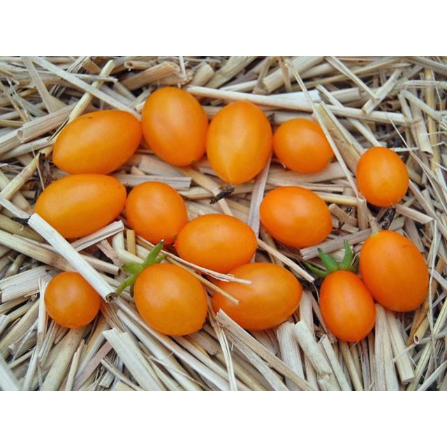 Heirloom Tomato Reg Galapagos Island Pear エアルーム トマト ガラパゴス アイランド ピア 10 Seeds 18新品種 原種系 原種トマト Tg0010a エアルームトマトファーム 通販 Yahoo ショッピング