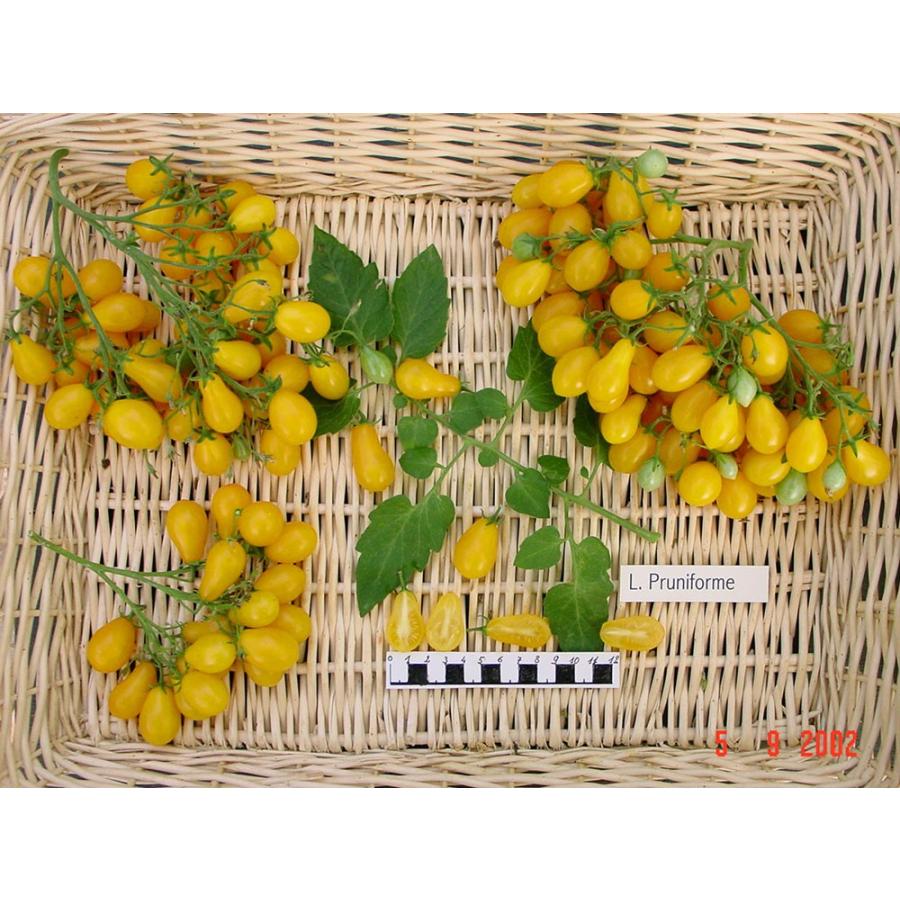 Lycopersicum Pruniforme Lutea リコペルシコン プルニフォルム ルテア 10 Seeds Specie 0517 原種系 原種トマト Tl0467a エアルームトマトファーム 通販 Yahoo ショッピング