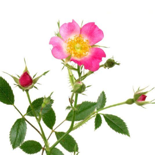 バラ苗 赤花ノイバラ 山野草　（Yahoo!・やまおか碧山苑ヤフー店）