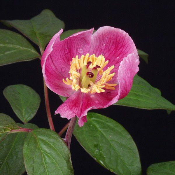 赤花ヤマシャクヤク 茶花 山野草 2026年開花終わり : やまおか碧山