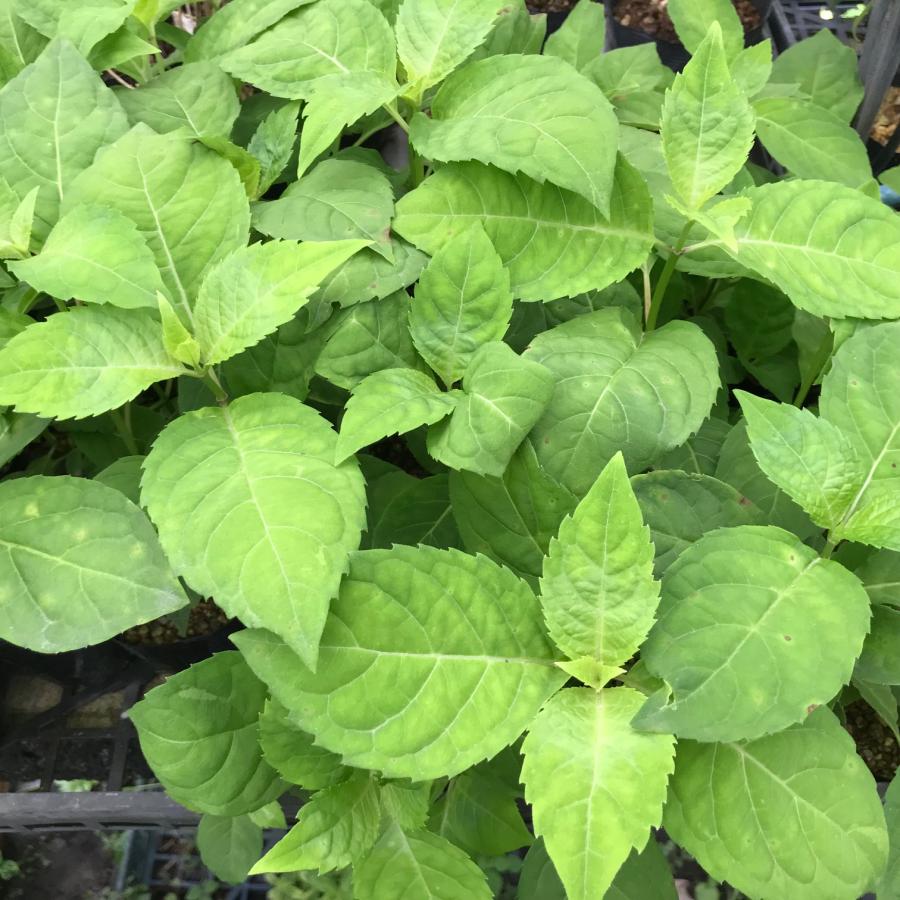 甘茶 アマチャ 茶花の木 ヤマアジサイ 山アジサイ 幼苗 茶花 苗木 植木