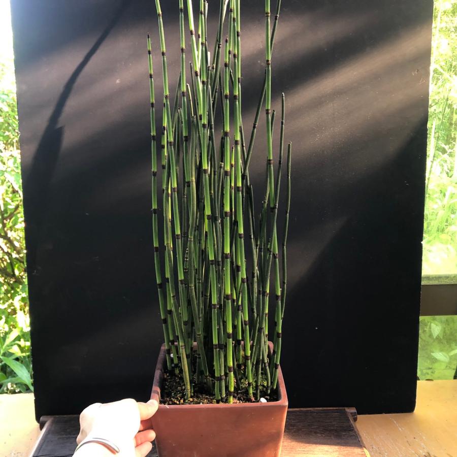 トクサ 鉢植え 現品 苔盆栽 盆栽 草物盆栽 : やまおか碧山苑ヤフー店 - 通販 - Yahoo!ショッピング