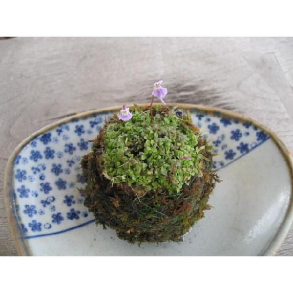 苔盆栽 こけだま コケダマ 青花ウサギゴケ苔玉 個数限定 9月29日