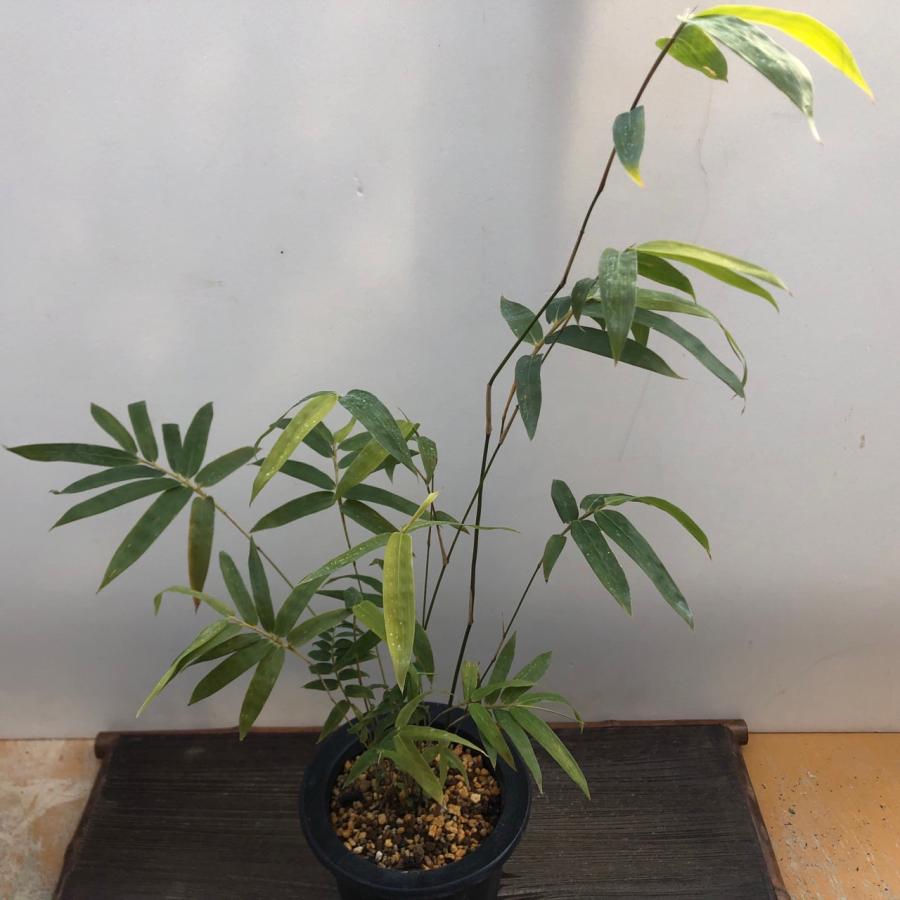 金明竹 錦明竹 鉢植え 苔盆栽 盆栽 山野草 現品 : やまおか碧山苑