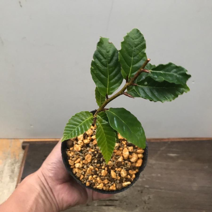 フジブナ 富士ブナ 盆栽 苗木 苗 : やまおか碧山苑ヤフー店 - 通販