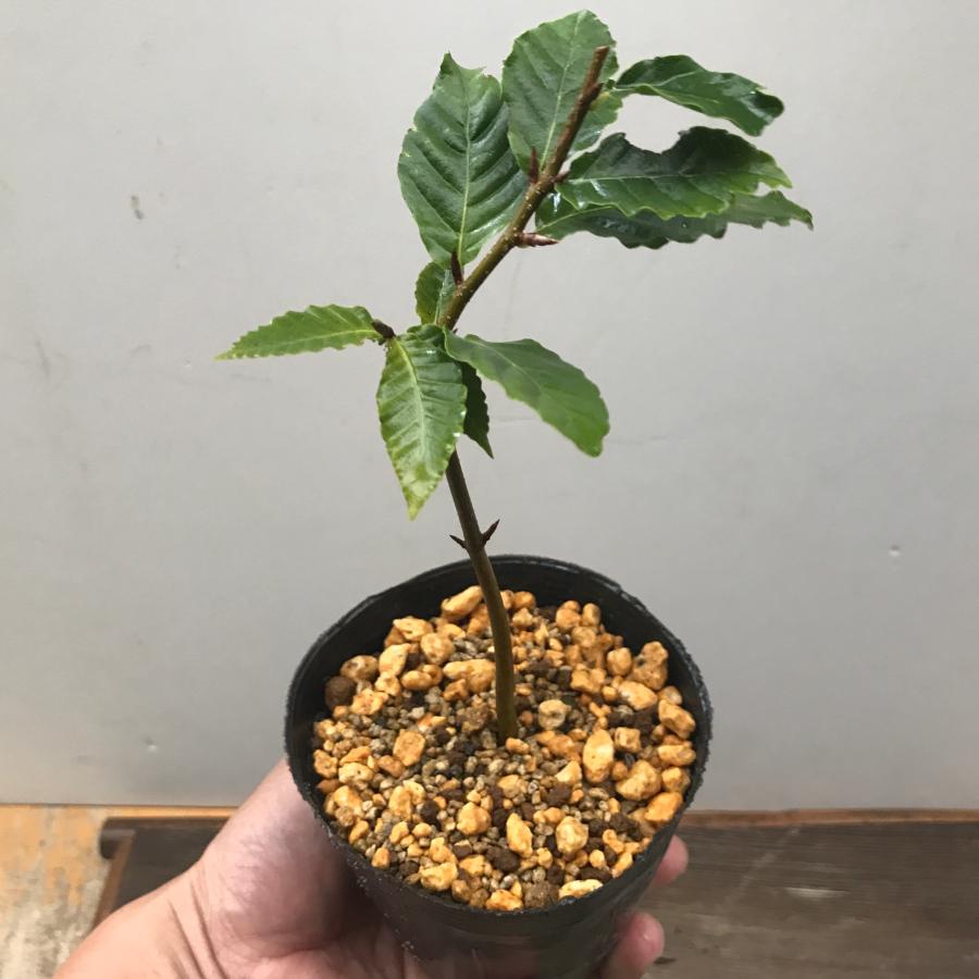 フジブナ 富士ブナ 盆栽 苗木 苗 : やまおか碧山苑ヤフー店 - 通販