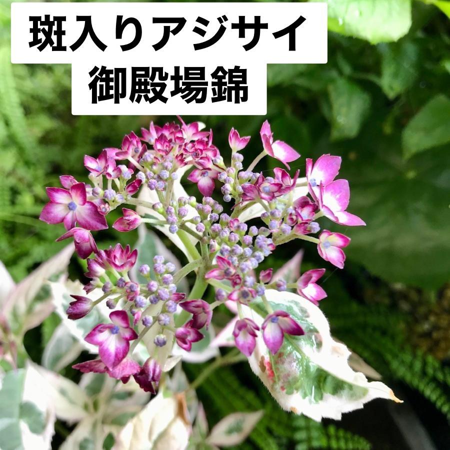青花黄金ヤマアジサイ ヤマアジサイ 山紫陽花 御殿場錦 斑入 あじさい 苗 R8年 花2つ開花