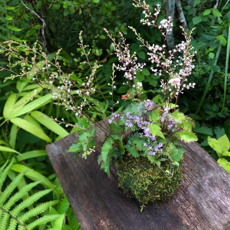 ヒトツバと黄金シダの根洗　苔玉 シダ　山野草 苔玉 コケダマ ヒトツバショウマ ツクシカラマツ 夏 涼し気 山野草